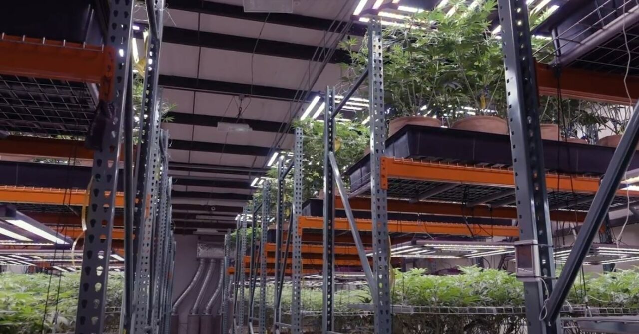 Zen Medicine cultivates enhanced plants with Kind LED lighting