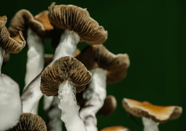 Filament Health administers psilocybin to 14 participants in Health Canada sanctioned clinical trial