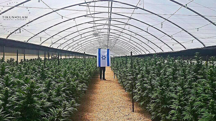 Cannbit-Tikun Olam makes Israel's largest cannabis extract shipment to date