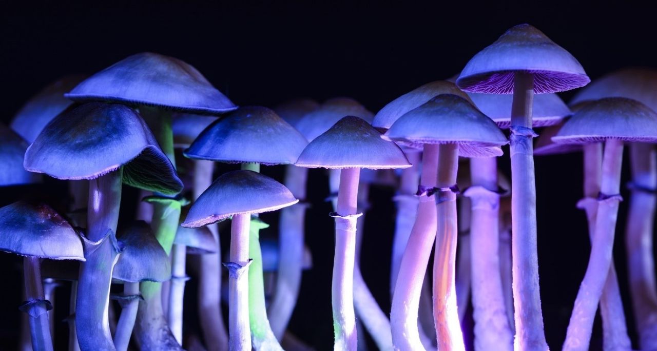 Woke Pharma and Swinburne U partner for Australia's 'biggest' psilocybin trial