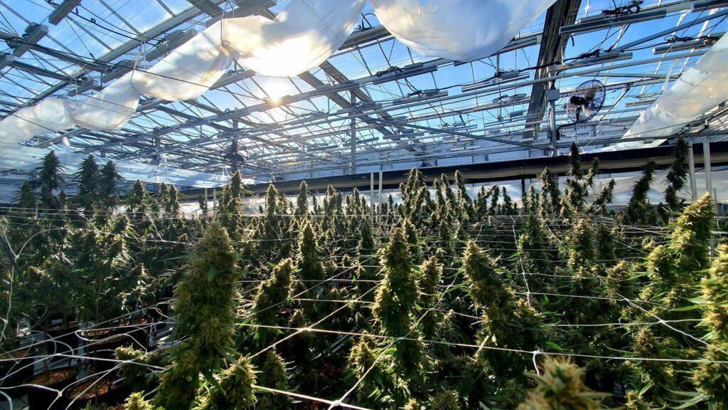 Curaleaf Holdings reports Q1 results, net loss lowers by 378%