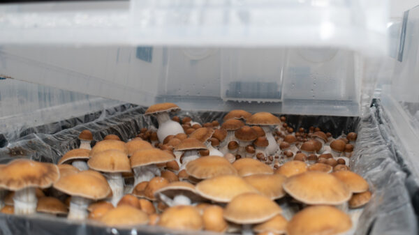 Ohio State University gets DEA approval for psilocybin cultivation and research