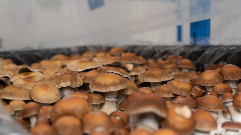 Optimi Health completes harvesting psilocybin mushrooms for Australia