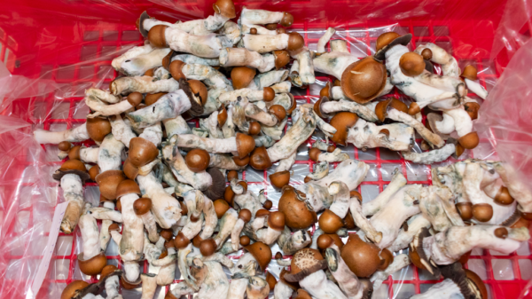 Optimi Health enters $1.2M psilocybin distribution agreement