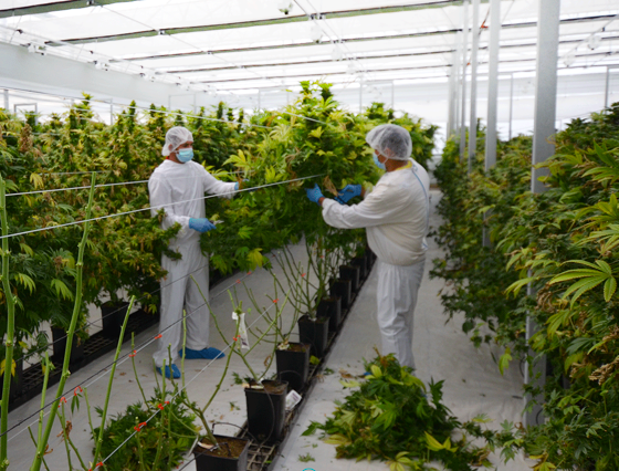 Curaleaf International acquires Portugal cannabis processing facility from Clever Leaves