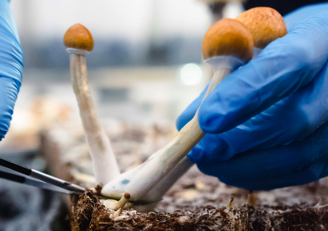 Filament Health gives NeoLumina Bioscience license to psilocybin drug for eating disorders