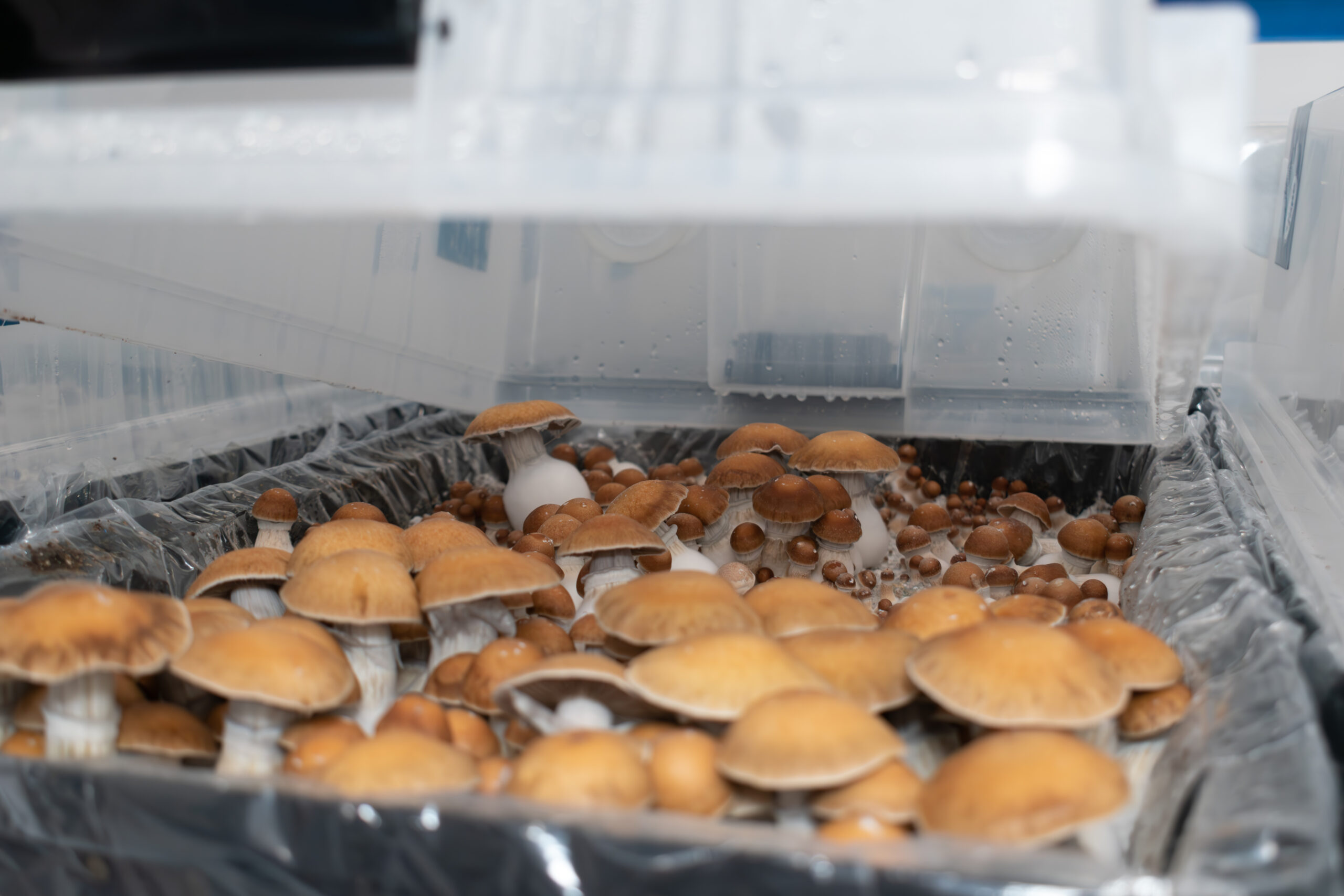 Optimi Health files U.S. patent for novel GMP psilocybin extraction process