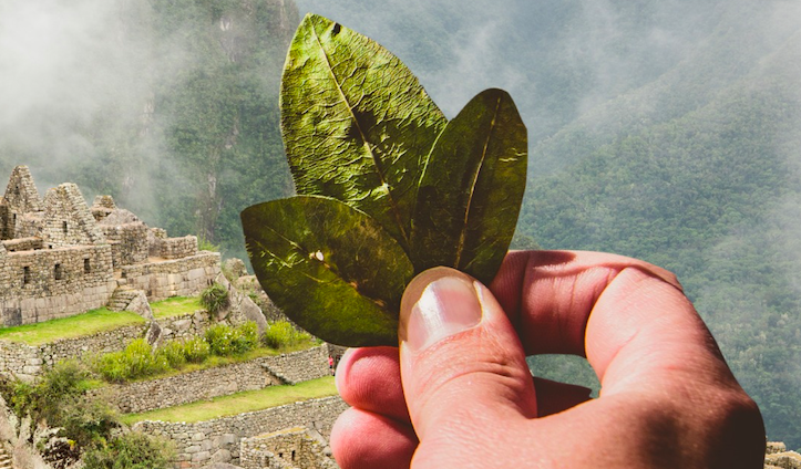 Filament and Jaguar's joint venture Magdalena imports Peruvian coca leaves to Vancouver