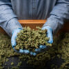 California set to hike up cannabis tax as much as possible in July