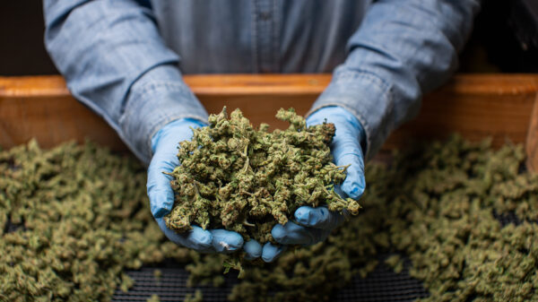 California set to hike up cannabis tax as much as possible in July