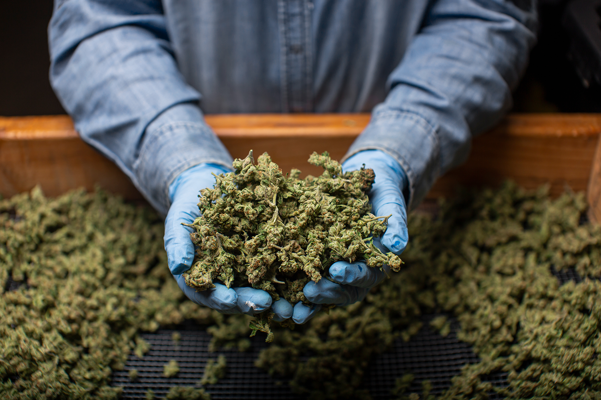 California set to hike up cannabis tax as much as possible in July
