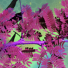 DMT extracted from Brazilian root shows remarkable efficacy for treating depression
