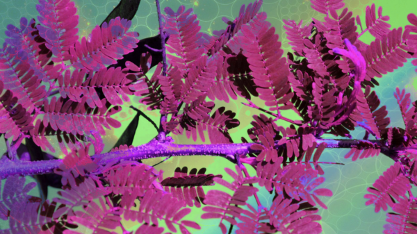 DMT extracted from Brazilian root shows remarkable efficacy for treating depression