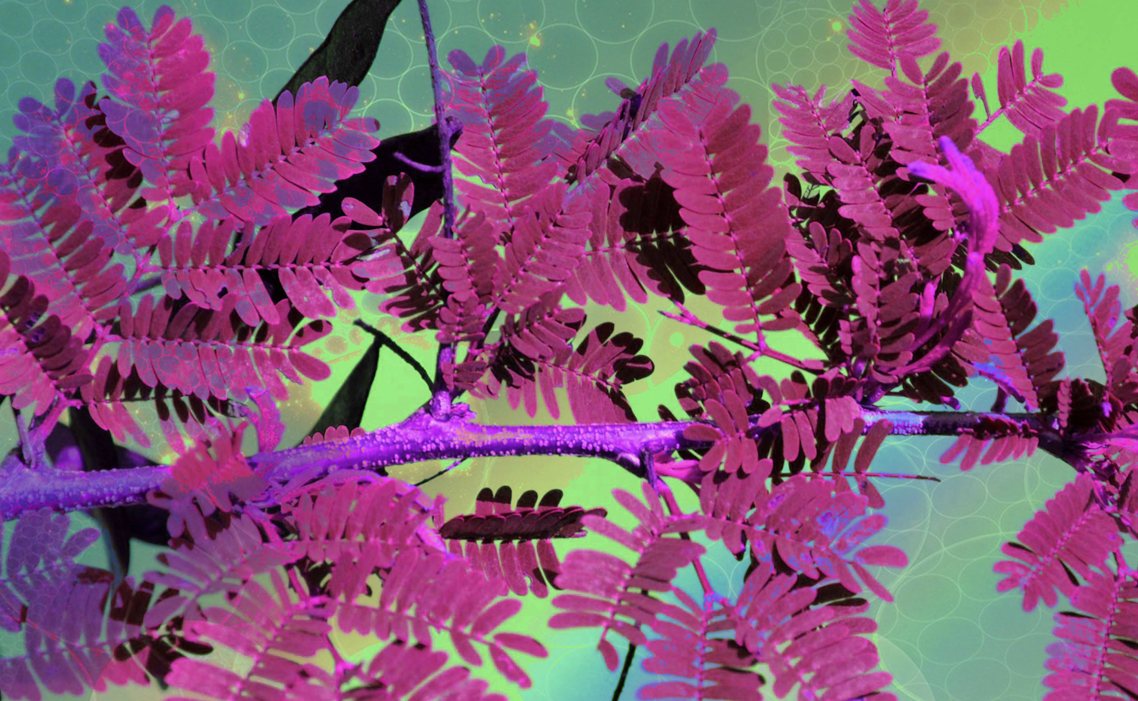 DMT extracted from Brazilian root shows remarkable efficacy for treating depression