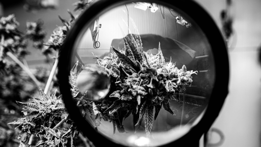 Decibel Cannabis stock is a worthwhile purchase, Haywood says