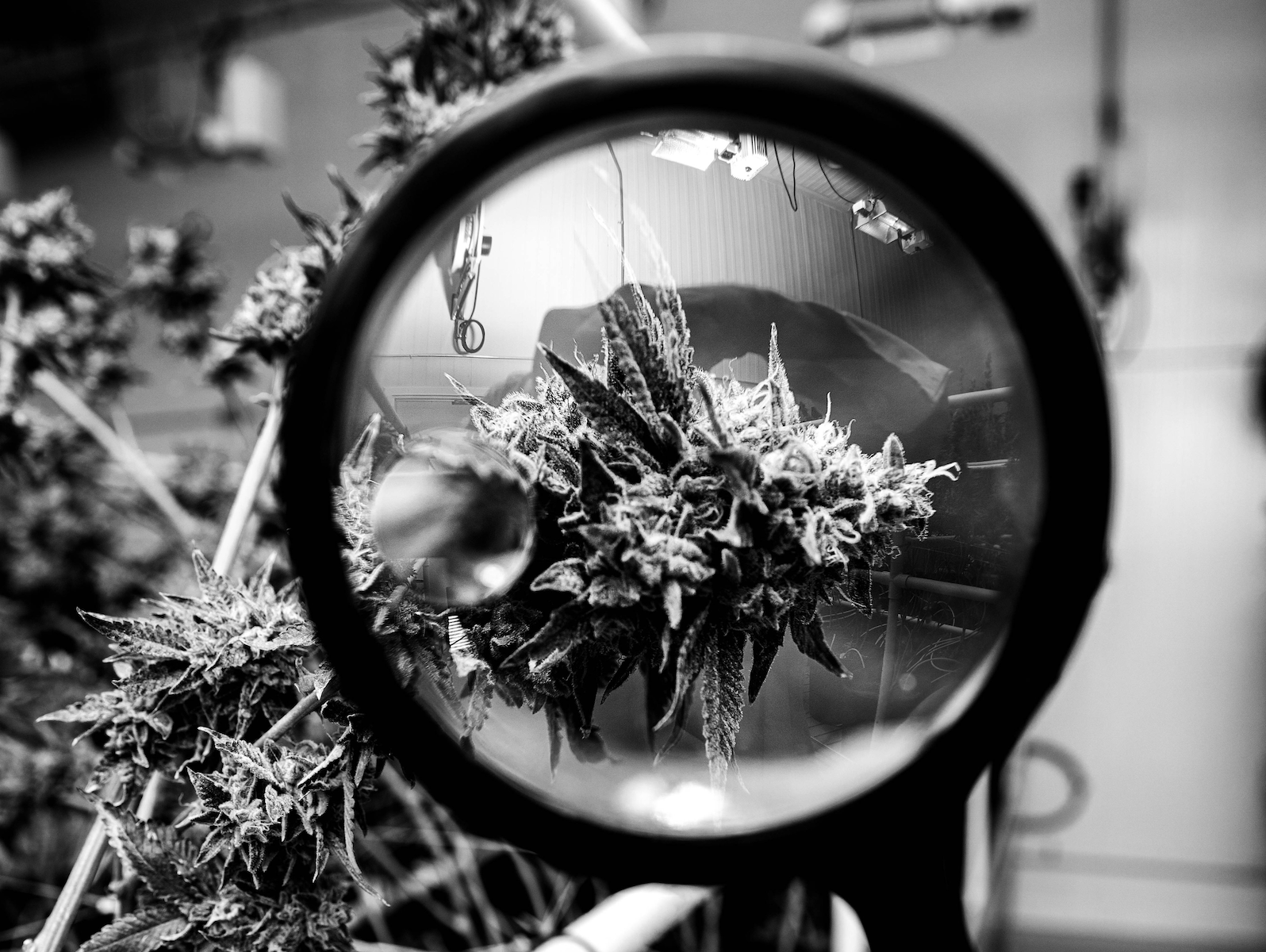 Decibel Cannabis stock is a worthwhile purchase, Haywood says
