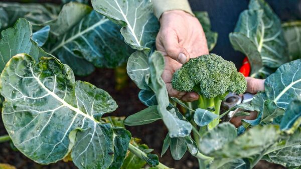 Nasdaq-listed Bon Natural Life launches broccoli-derived sleep supplement line