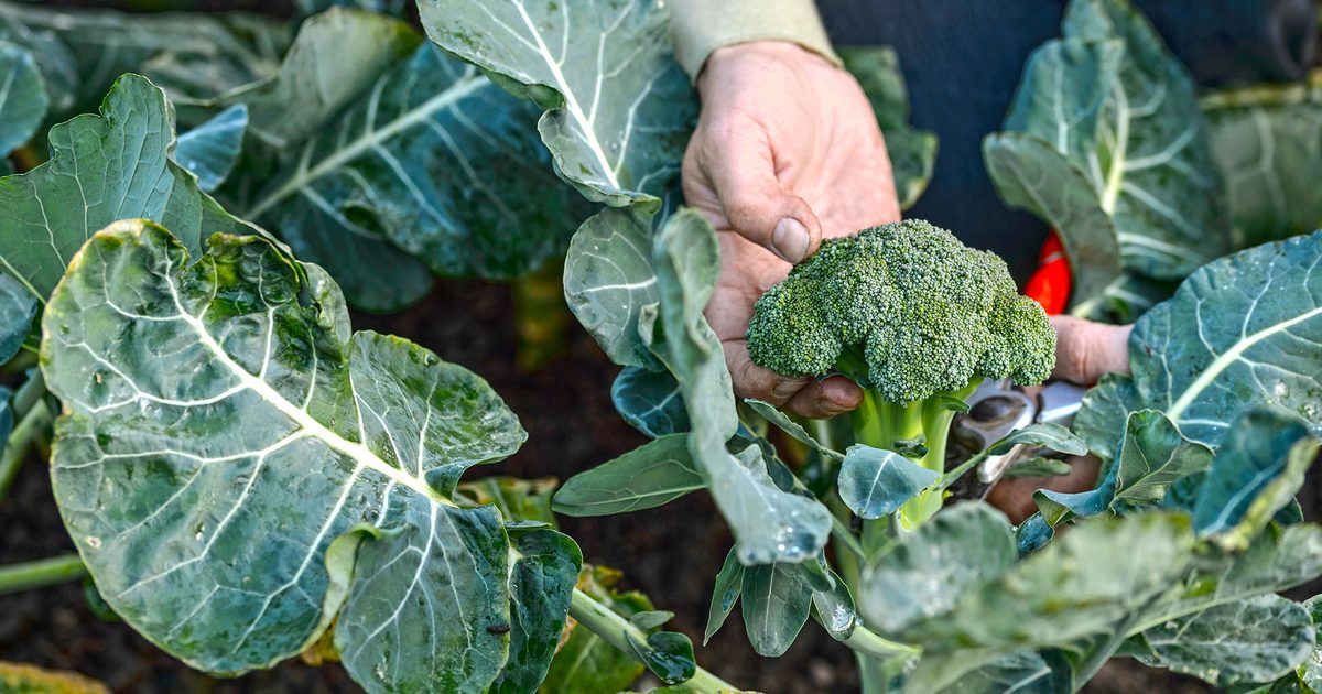 Nasdaq-listed Bon Natural Life launches broccoli-derived sleep supplement line