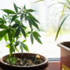 Home cannabis cultivation and psilocybin therapy to be legal in Czechia next year