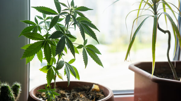 Home cannabis cultivation and psilocybin therapy to be legal in Czechia next year