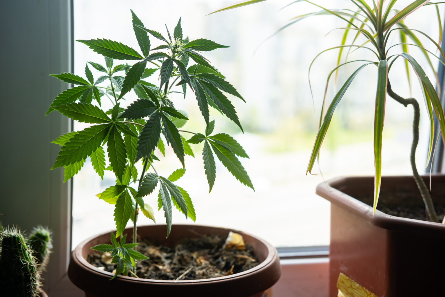 Home cannabis cultivation and psilocybin therapy to be legal in Czechia next year