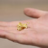 NevGold's latest Nevada drill results from show exceptionally rich gold mineralization