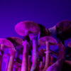New Zealand gives green light to prescribe magic mushrooms for depression