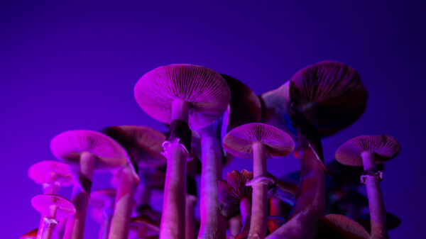 New Zealand gives green light to prescribe magic mushrooms for depression