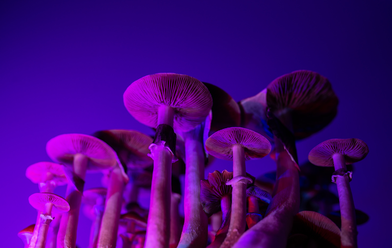 New Zealand gives green light to prescribe magic mushrooms for depression