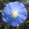 University student discovers novel psychoactive fungus on flower