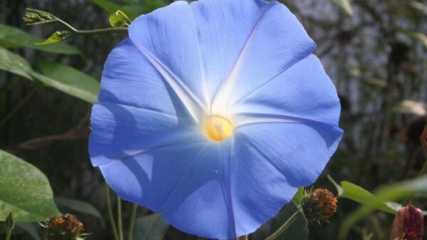 University student discovers novel psychoactive fungus on flower