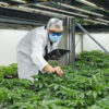 Cresco Labs becomes latest operator to bail on California market
