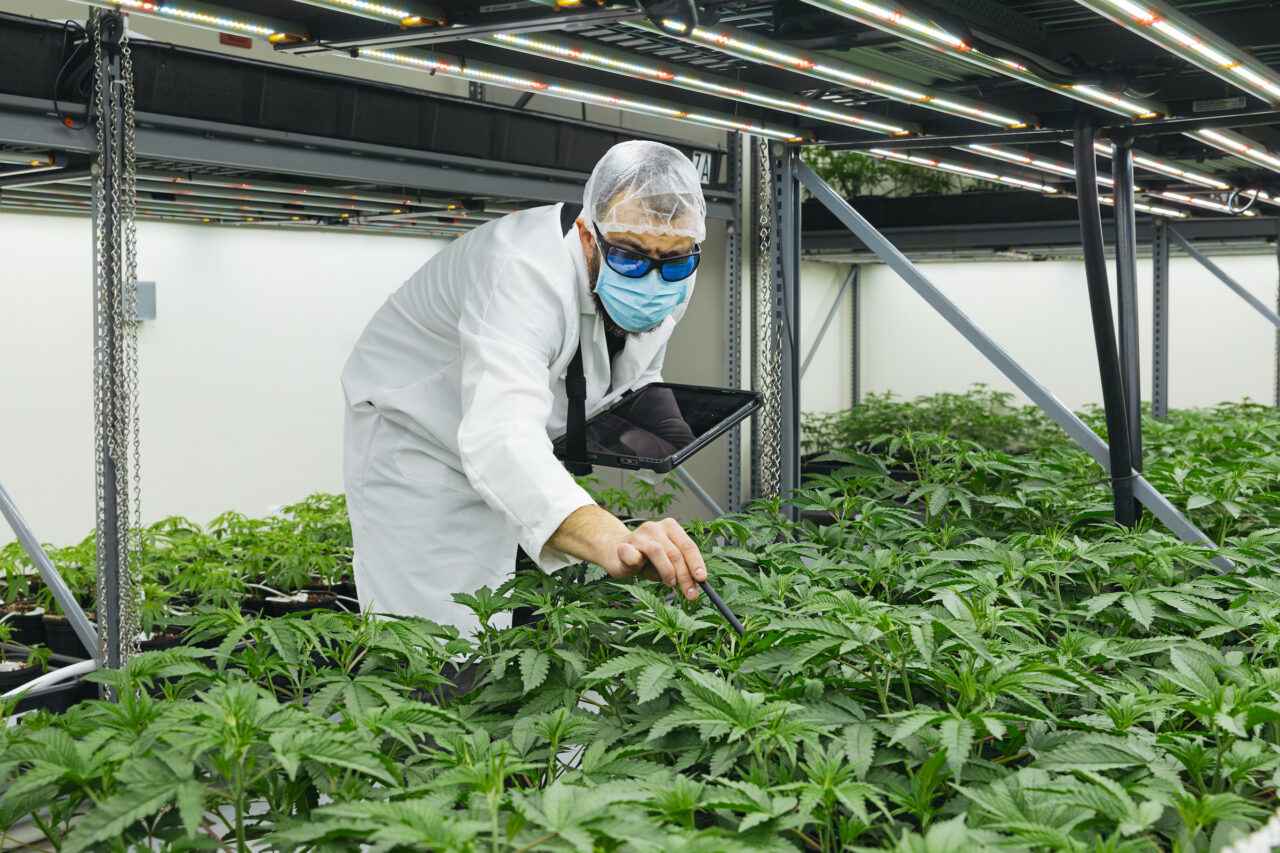 Cresco Labs becomes latest operator to bail on California weed sector