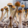FDA gives another one of Filament Health's psilocybin drug trials the green light