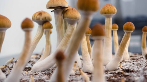 FDA gives another one of Filament Health's psilocybin drug trials the green light