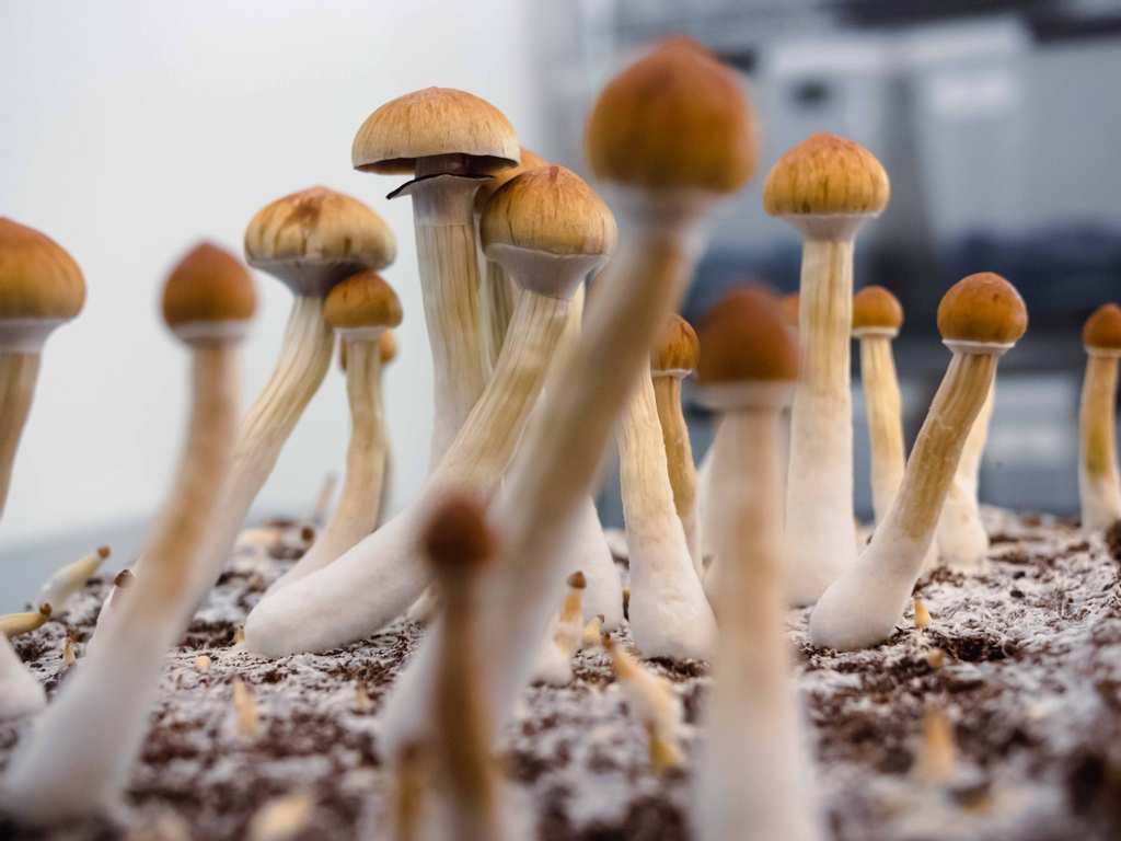 FDA gives another one of Filament Health's psilocybin drug trials the green light