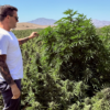 LEEF Brands prepares to harvest over 1 million cannabis plants