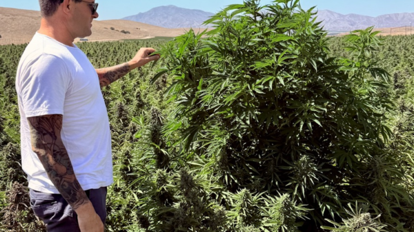 LEEF Brands prepares to harvest over 1 million cannabis plants