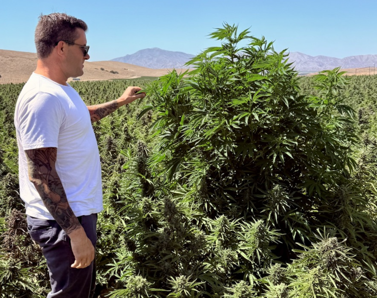 LEEF Brands prepares to harvest over 1 million cannabis plants