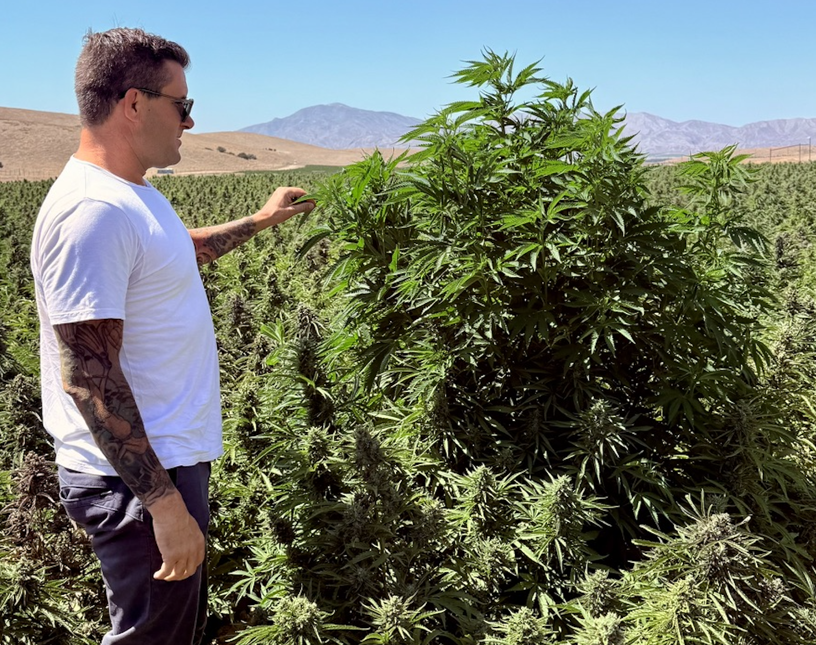 LEEF Brands prepares to harvest over 1 million cannabis plants