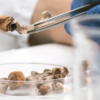 South African psilocybin cultivator Psyence gets C$600K investment