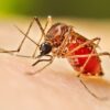 Boston researchers use AI to predict dengue fever outbreaks with 80% accuracy