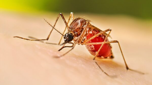 Boston researchers use AI to predict dengue fever outbreaks with 80% accuracy