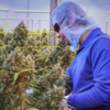 Canada's regulated cannabis market has largely overtaken the illicit sector: report