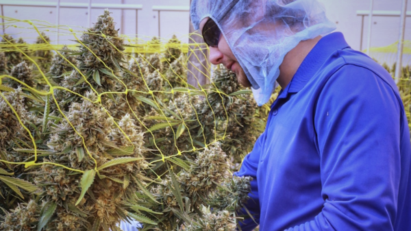Canada's regulated cannabis market has largely overtaken the illicit sector: report
