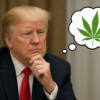 Cannabis stocks and ETFs rally as Trump reportedly considers rescheduling