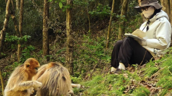 China has been harnessing AI to protect endangered monkeys