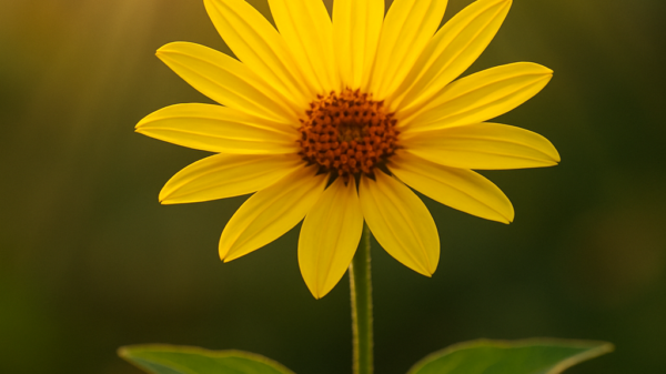 Artificial photosynthesis breakthrough offers hope for clean, storable energy