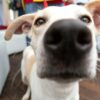 Dogs detect lung cancer from breath samples with 78% accuracy, study finds