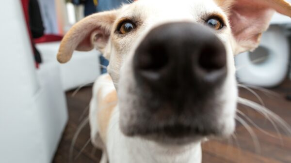 Dogs detect lung cancer from breath samples with 78% accuracy, study finds